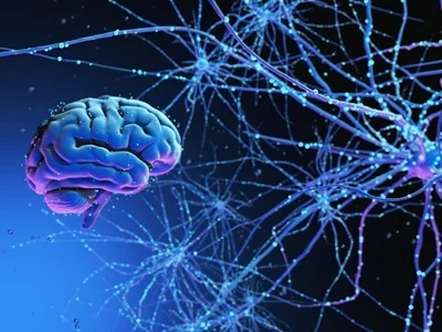 Human brain hemispheres working together